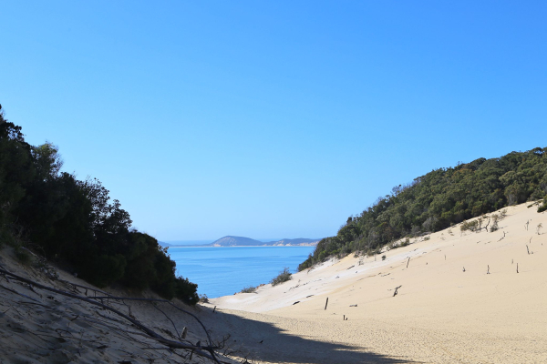 A Carlo sand blow sand dune surrounded by trees overlooking the ocean