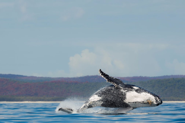 A whale breaching out of the ocean on Australia's East Coast in Winter